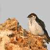 Violet-green Swallow
